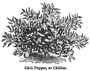 Chili Peppers, 1885
